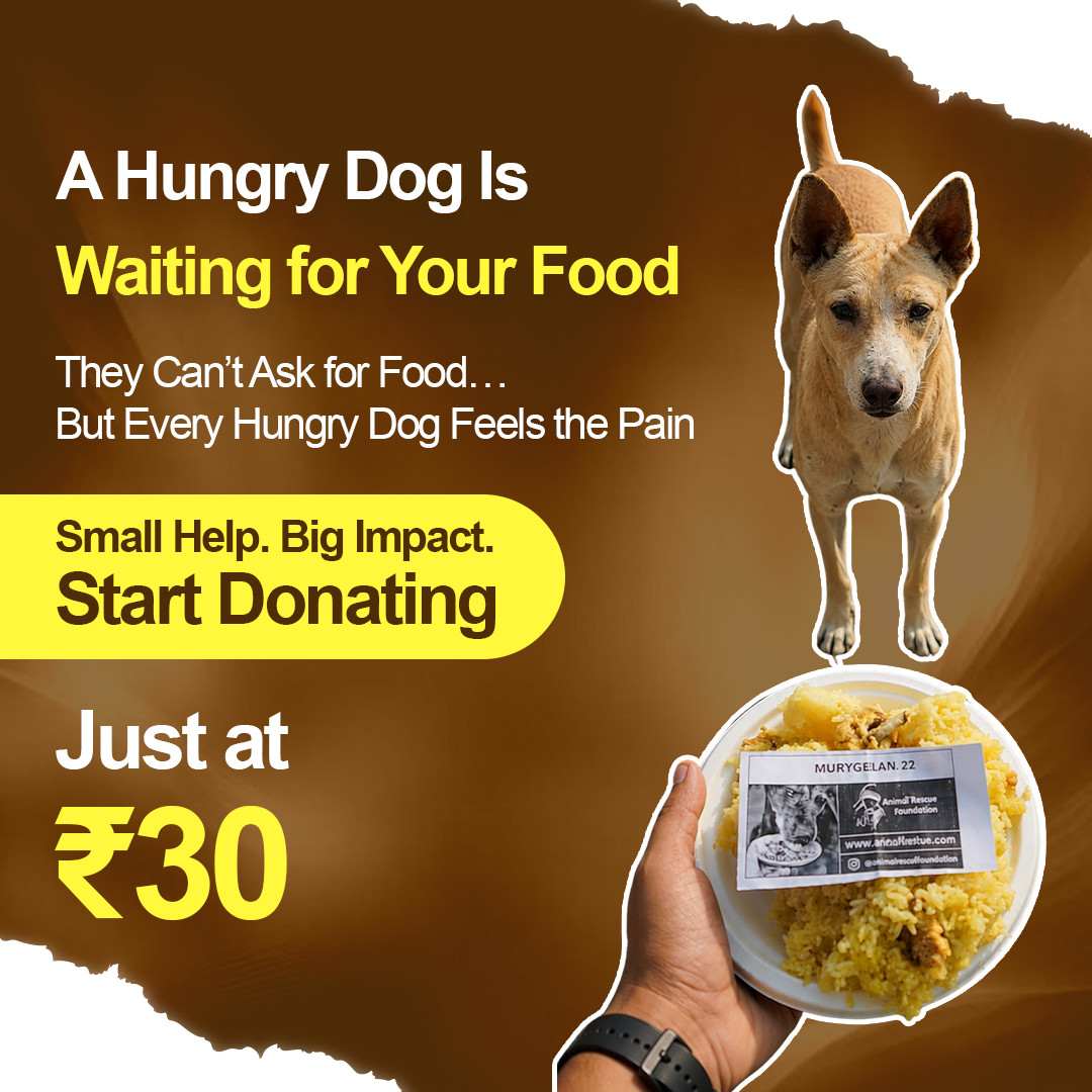 Provide Dog Food